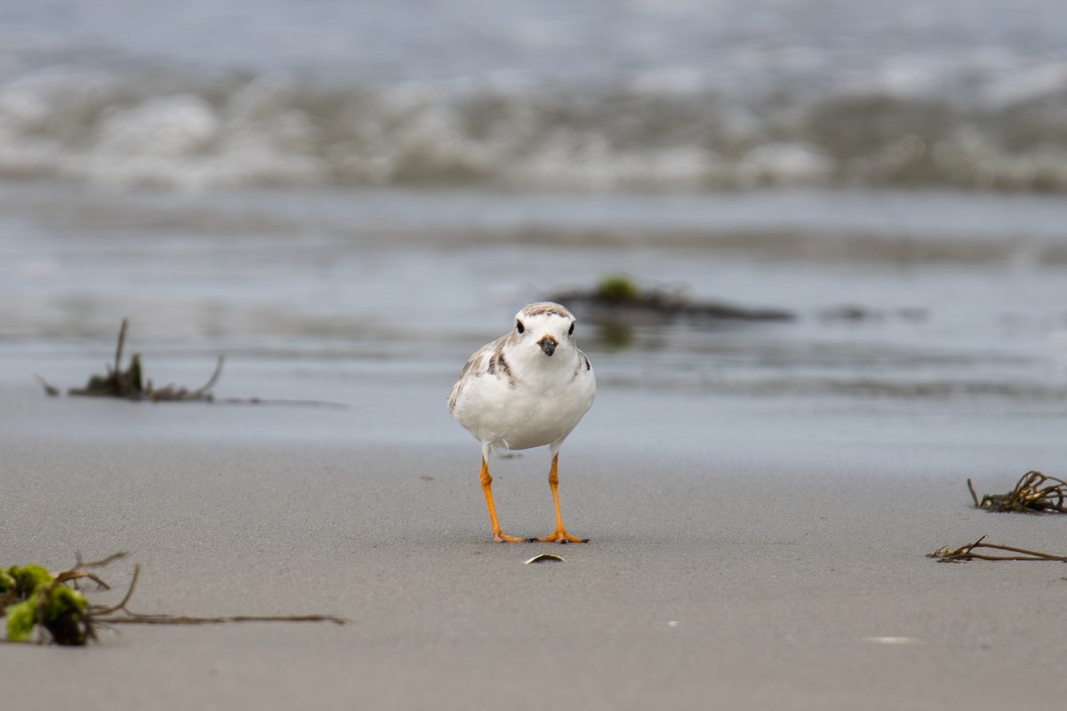Piping Plover - ML603641491
