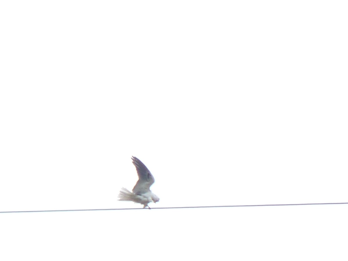 White-tailed Kite - ML603642041