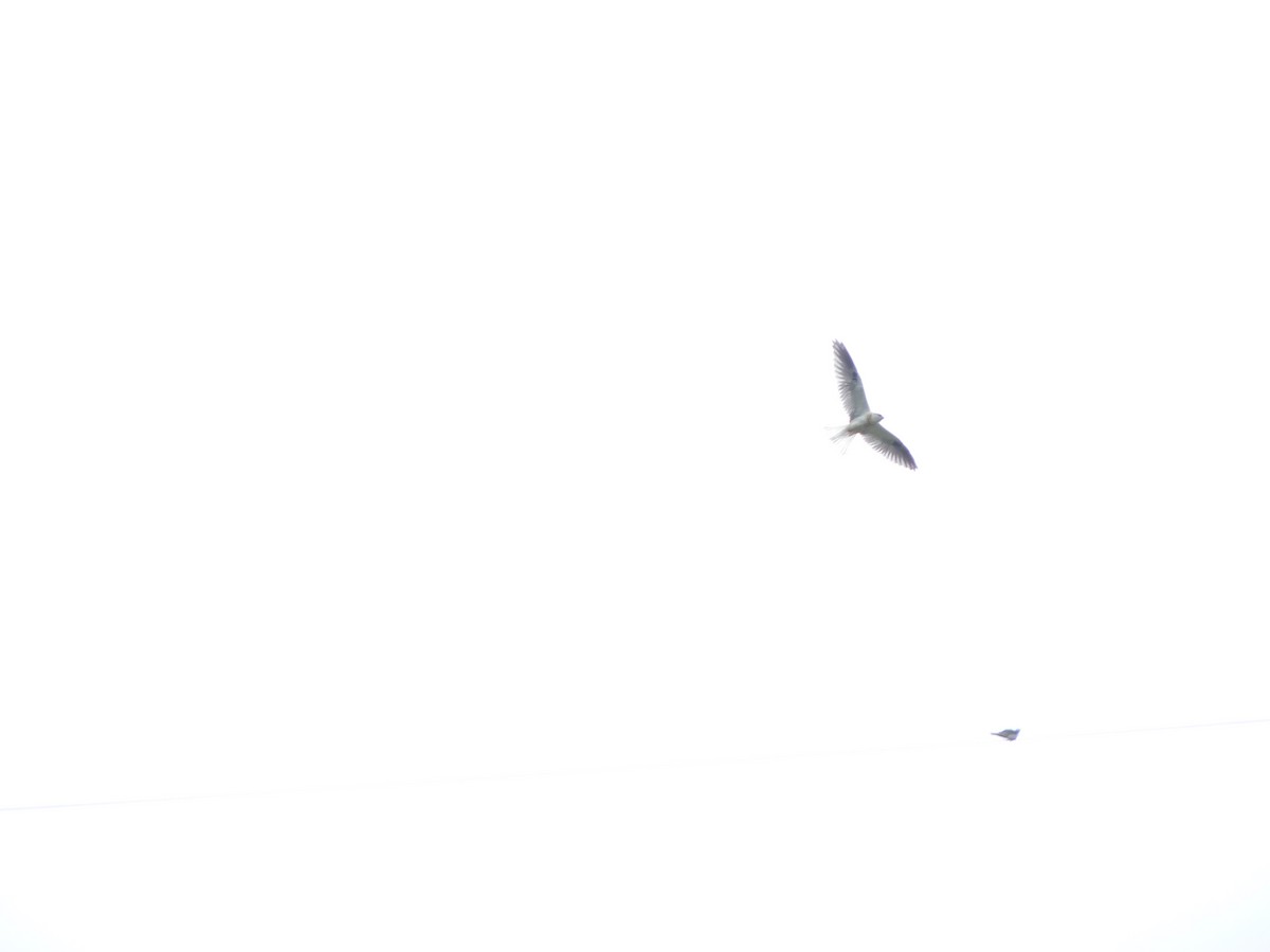 White-tailed Kite - ML603642051