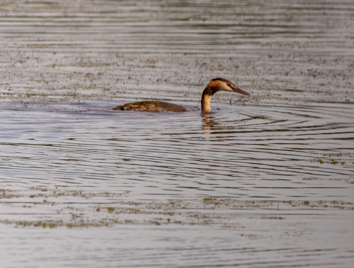 Great Crested Grebe - ML603642101