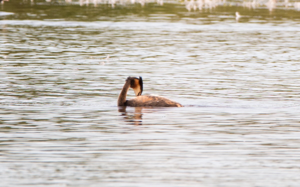 Great Crested Grebe - ML603642121