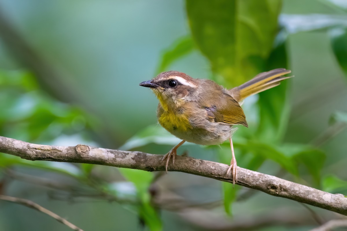 Rufous-capped Warbler - ML603642561