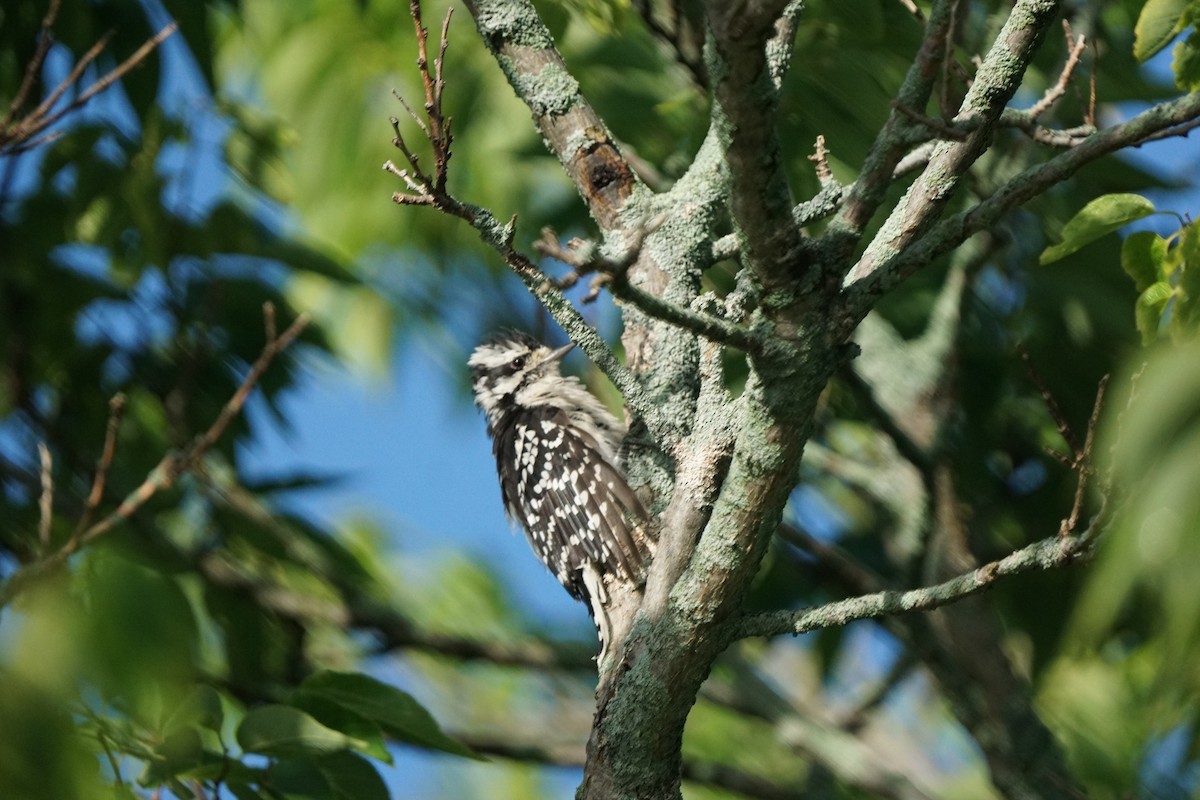 Downy Woodpecker - ML603642931