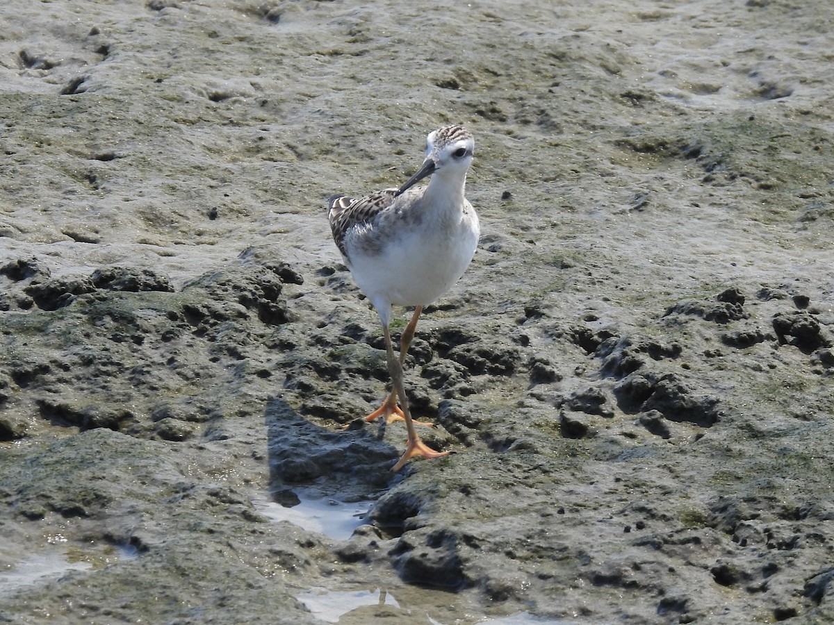 Wilson's Phalarope - ML603643291