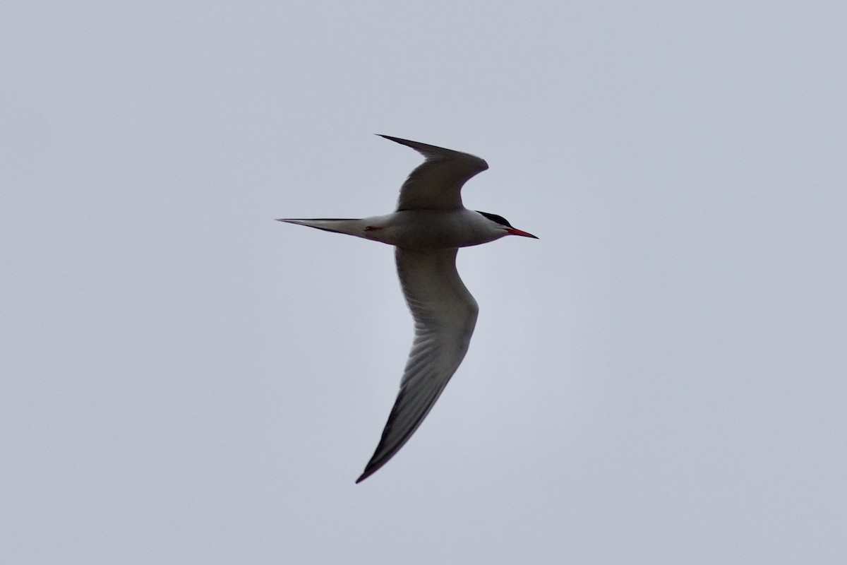 Common Tern - ML603644461