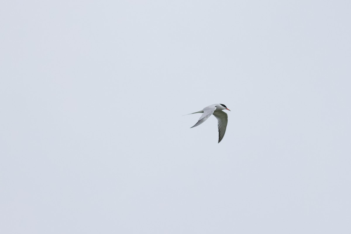 Common Tern - ML603644471