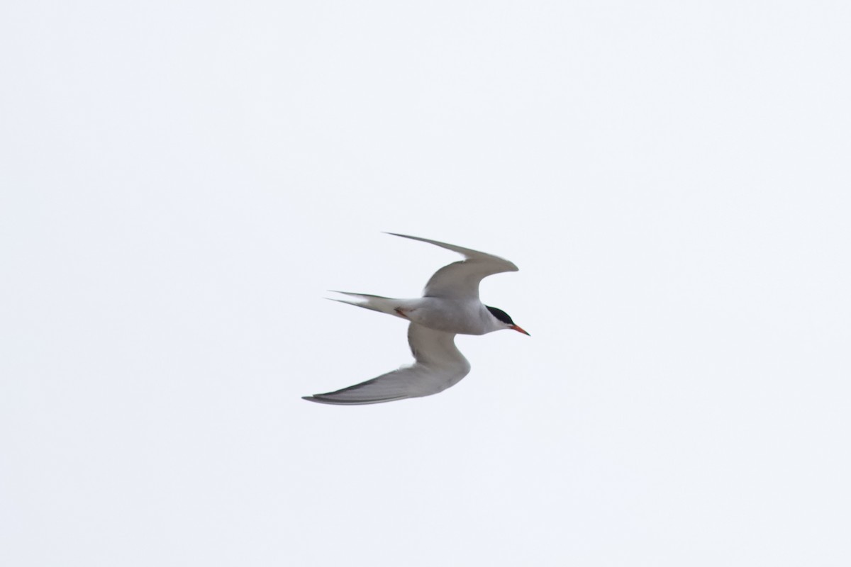 Common Tern - ML603644481