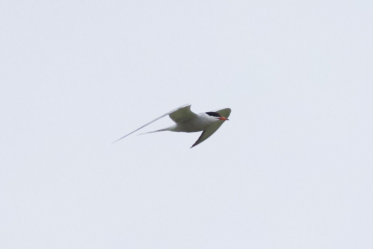 Common Tern - ML603644491