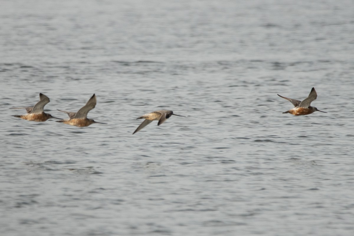 Bar-tailed Godwit - ML603644661