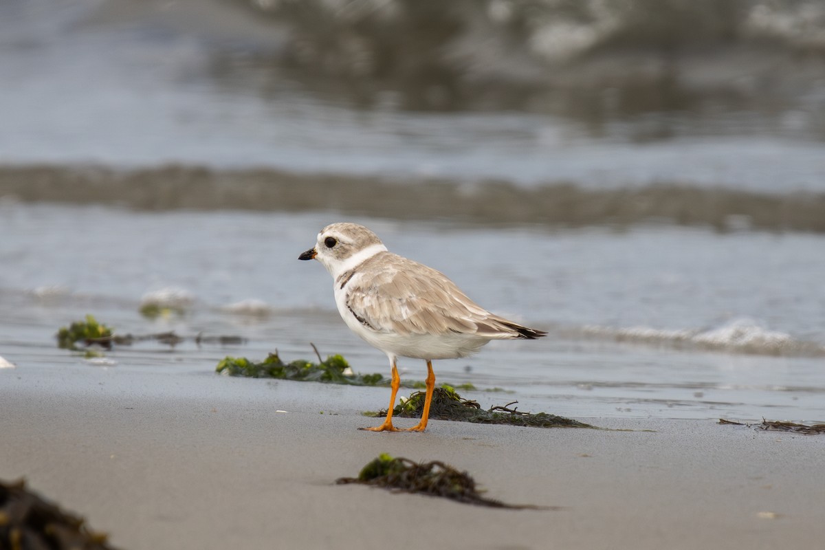 Piping Plover - ML603644791