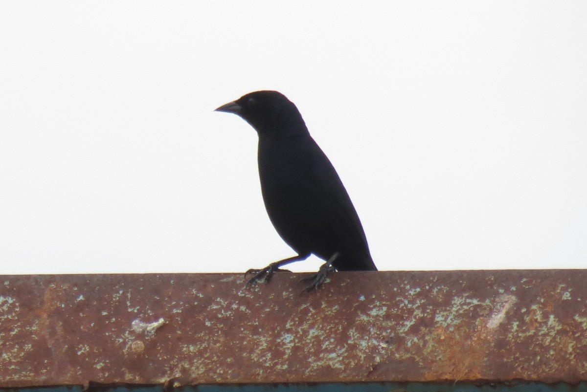 Shiny Cowbird - ML60364511