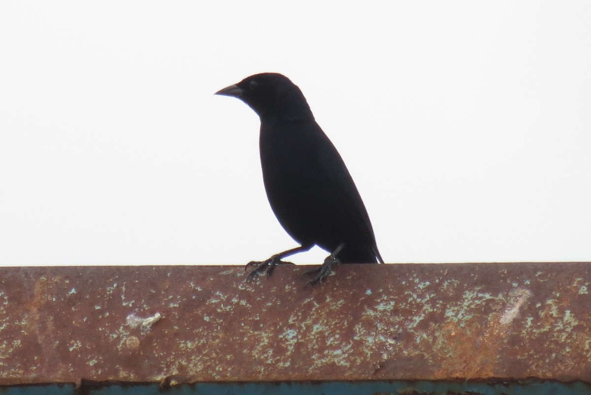 Shiny Cowbird - ML60364521