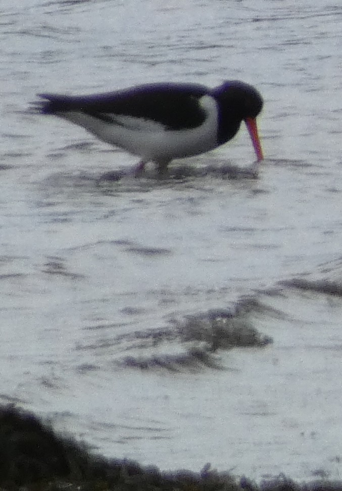 Eurasian Oystercatcher - ML603646421