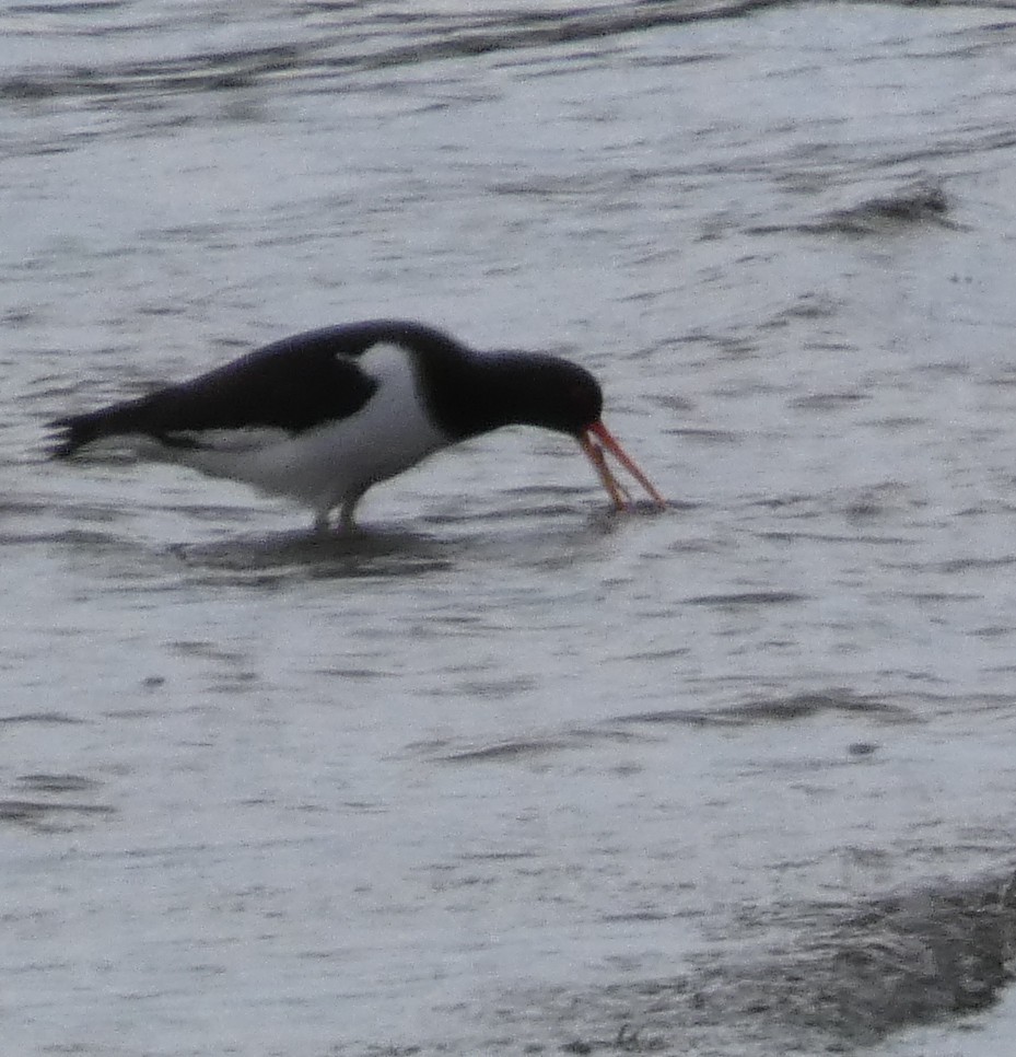 Eurasian Oystercatcher - ML603646431