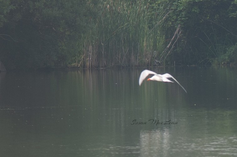 Common Tern - ML603647821