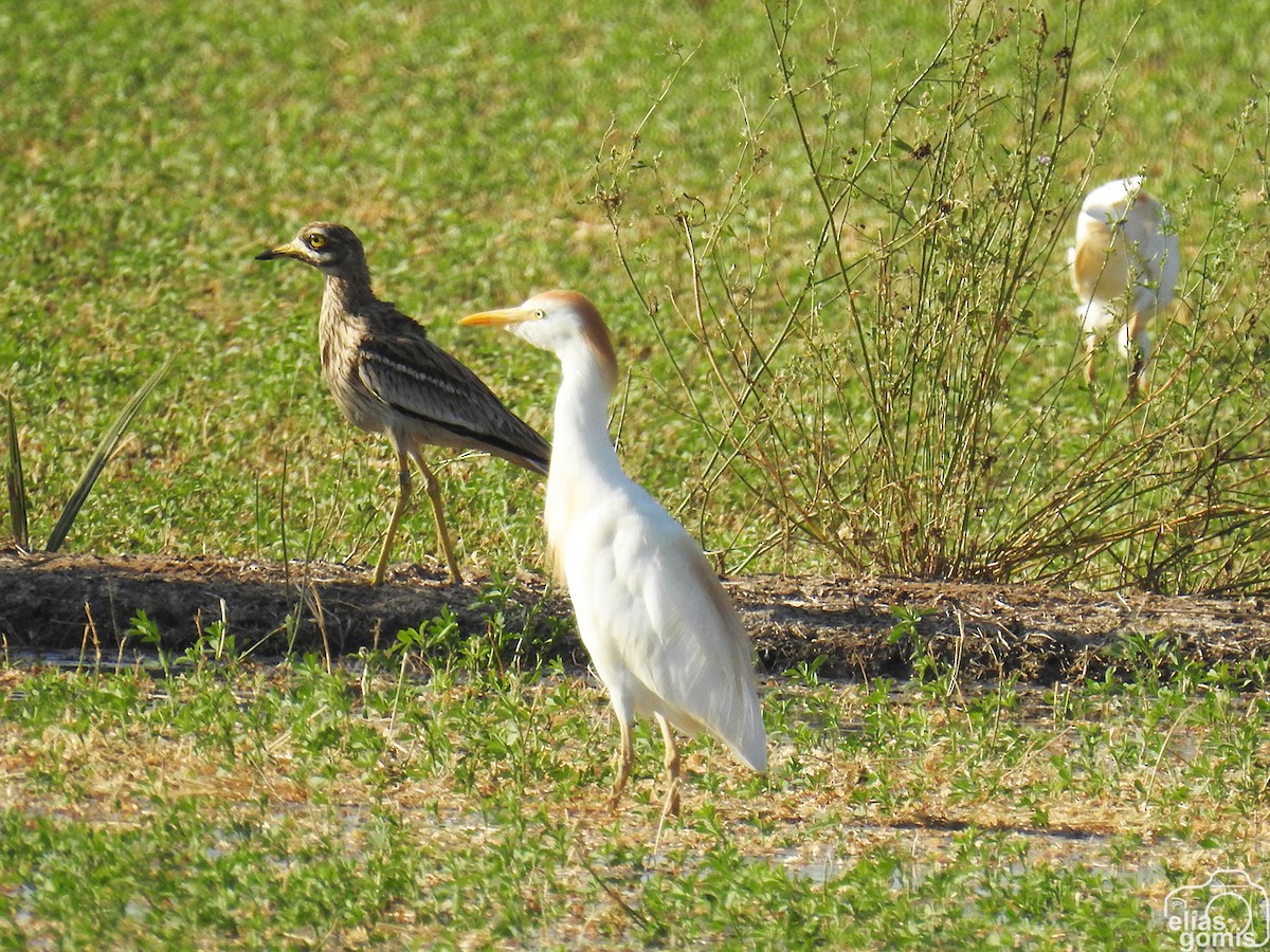 Eurasian Thick-knee - ML603647901