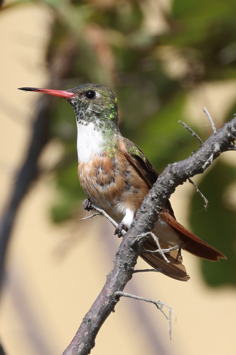 Amazilia Hummingbird - ML603648841