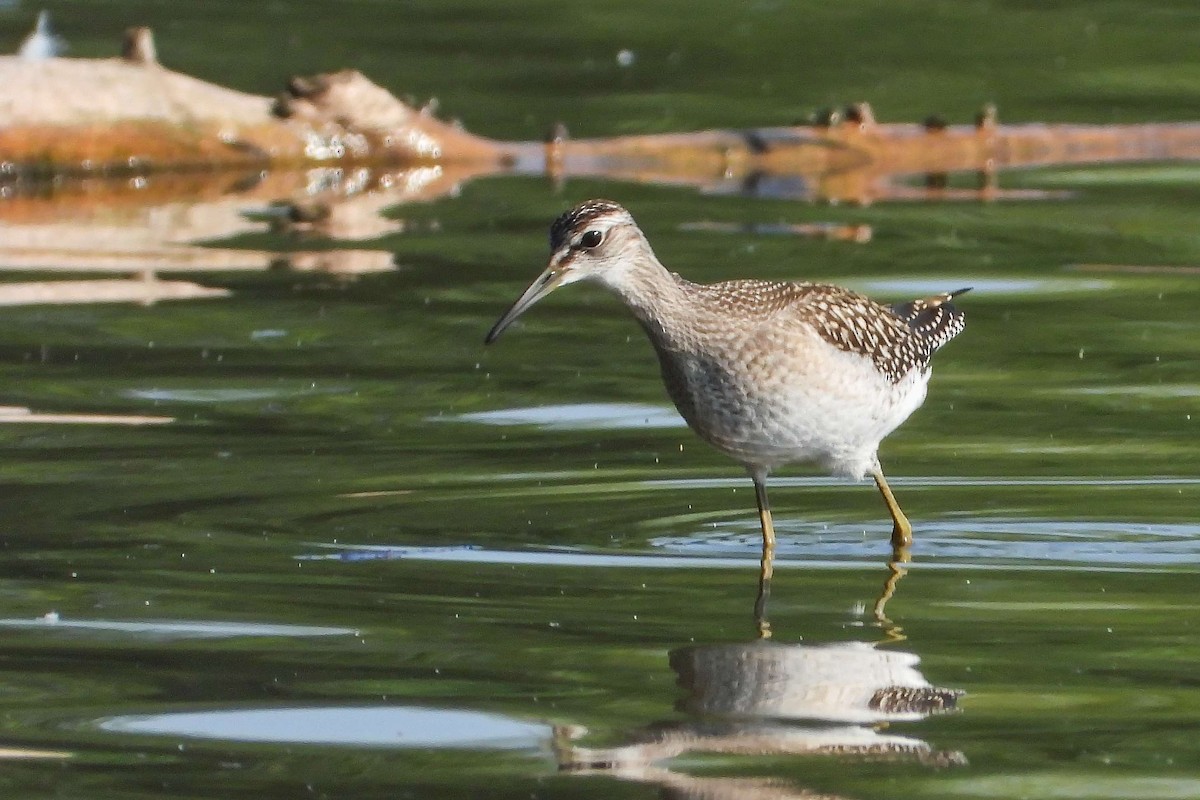 Шугуйн хөгчүү - ML603649351