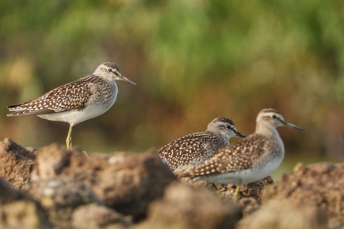 Шугуйн хөгчүү - ML603649361