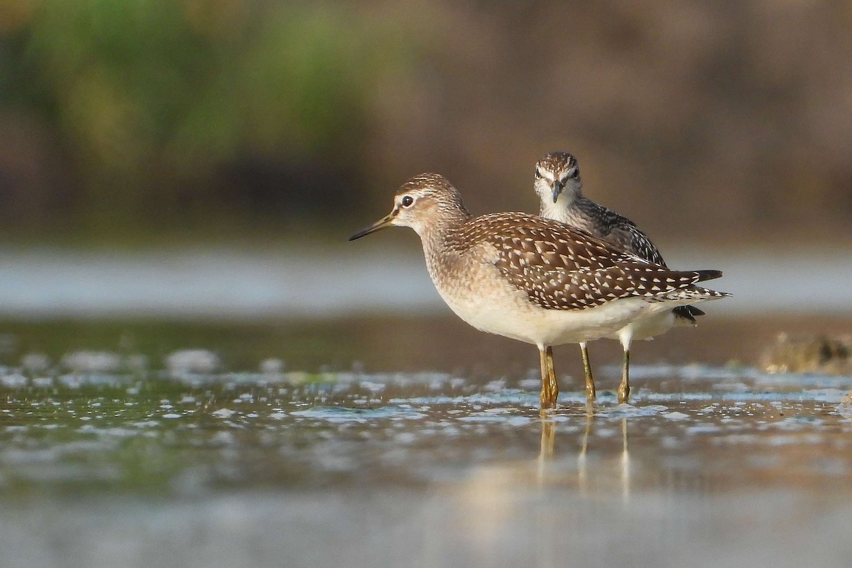 Шугуйн хөгчүү - ML603649371