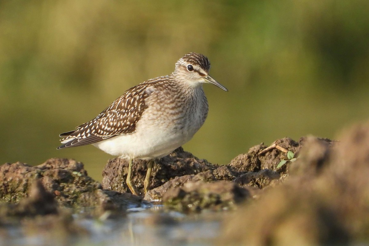 Шугуйн хөгчүү - ML603649381