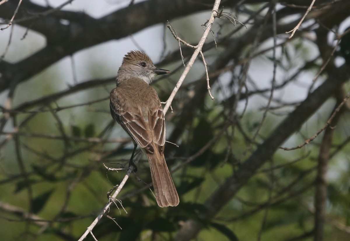 Brown-crested Flycatcher - ML60365191