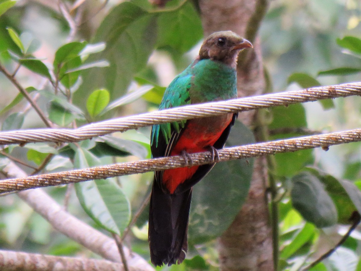 Golden-headed Quetzal - ML603652421