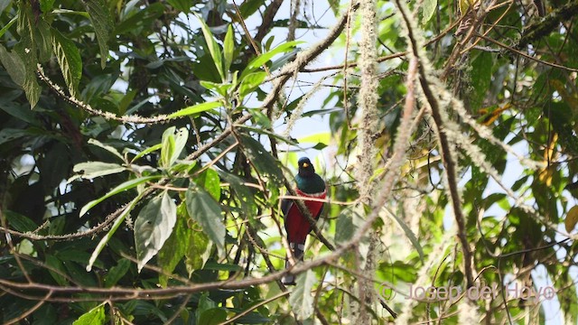 Trogon masqué - ML603652621