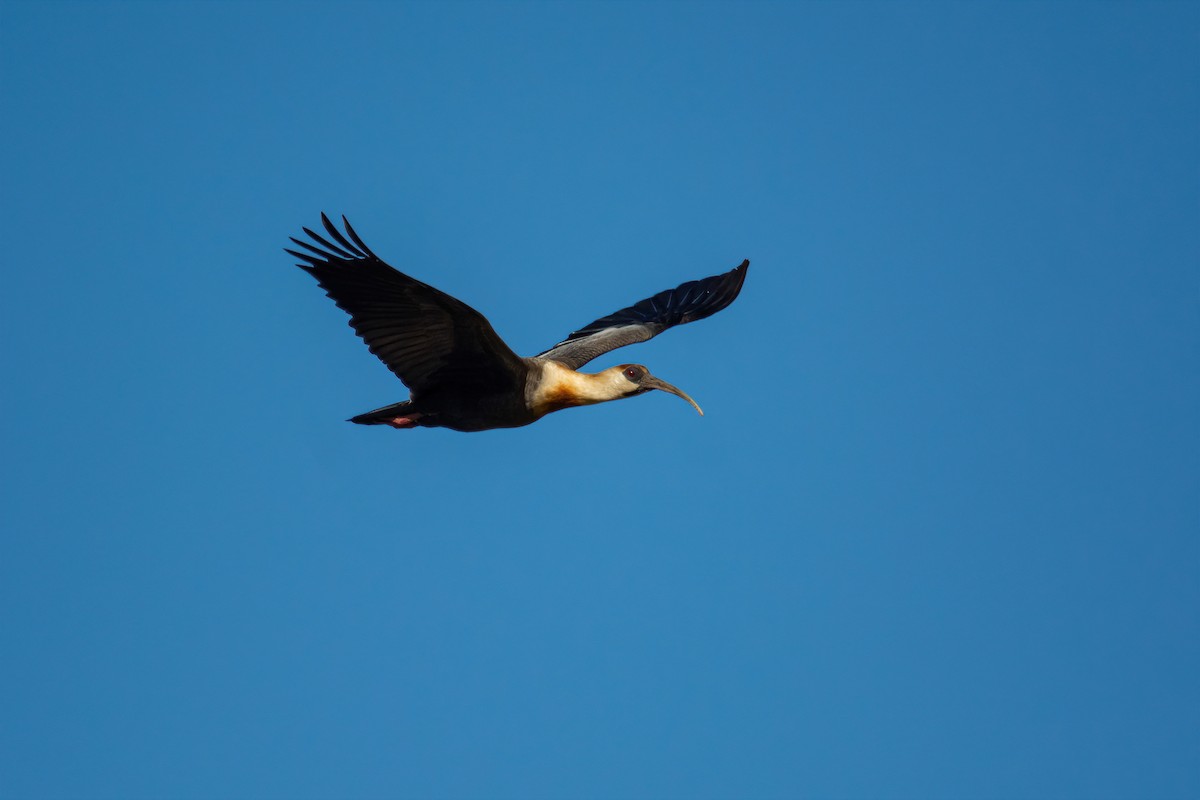 Buff-necked Ibis - ML603652631