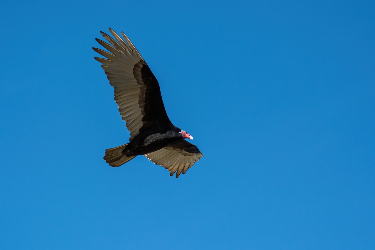 Turkey Vulture - ML603652651