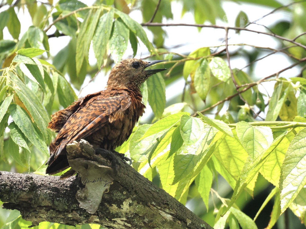 Rufous Woodpecker - ML603654321