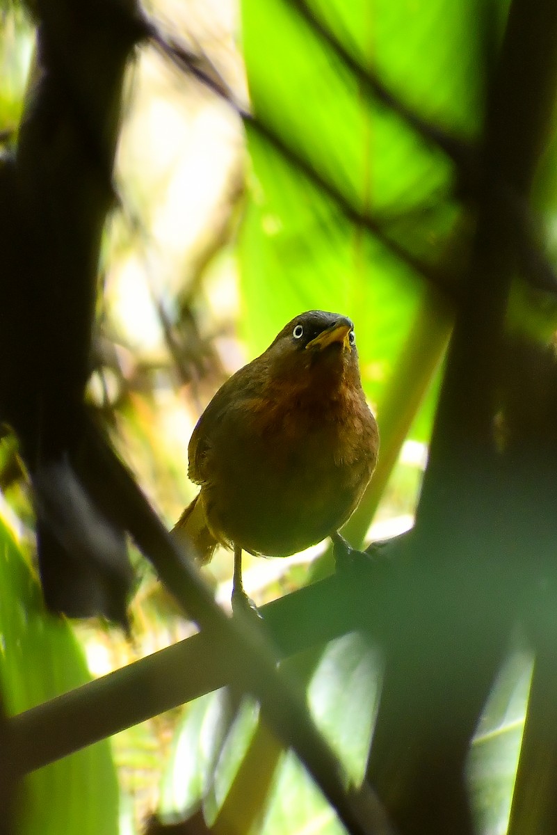 Rufous Babbler - ML603654391