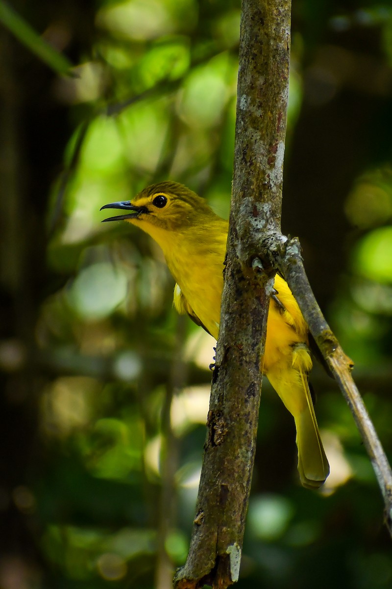 Yellow-browed Bulbul - ML603654461