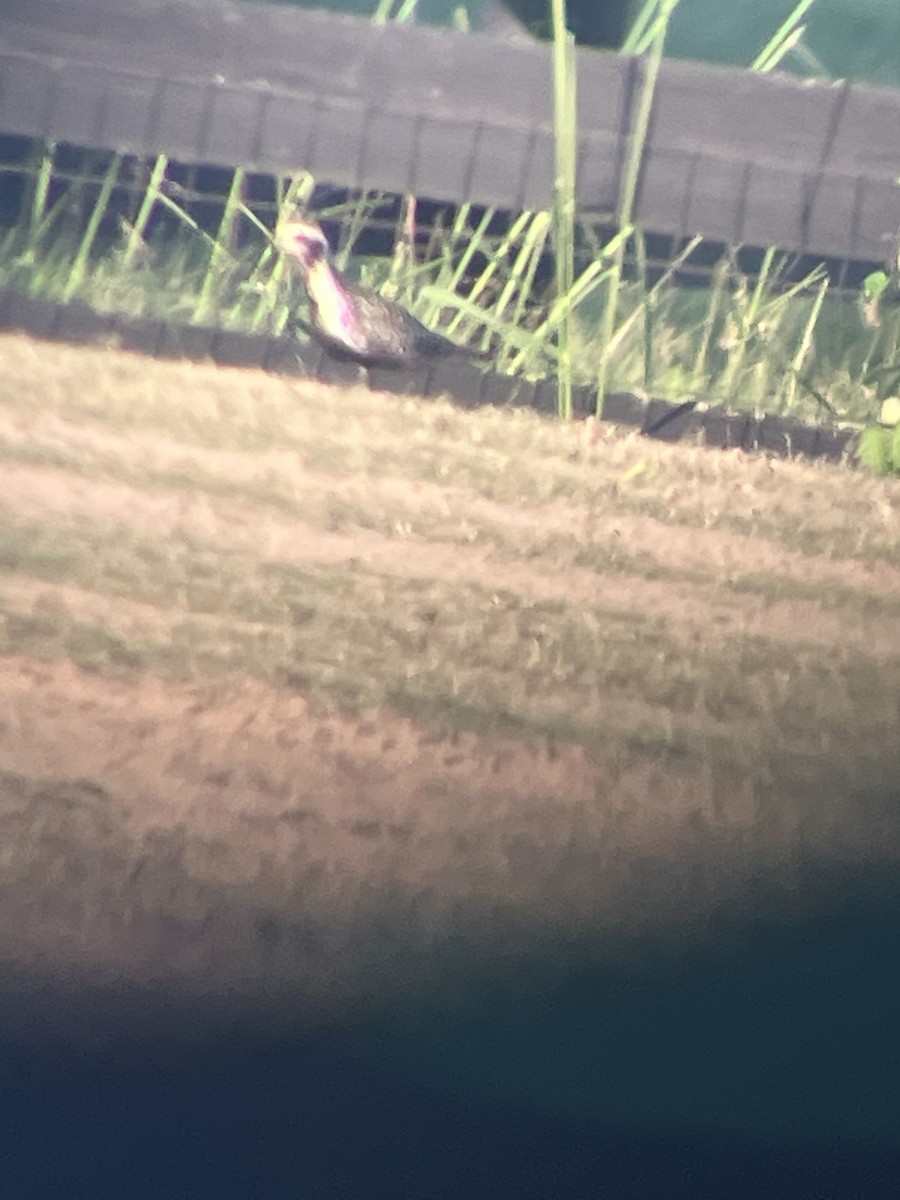 Pacific Golden-Plover - Christopher Brink