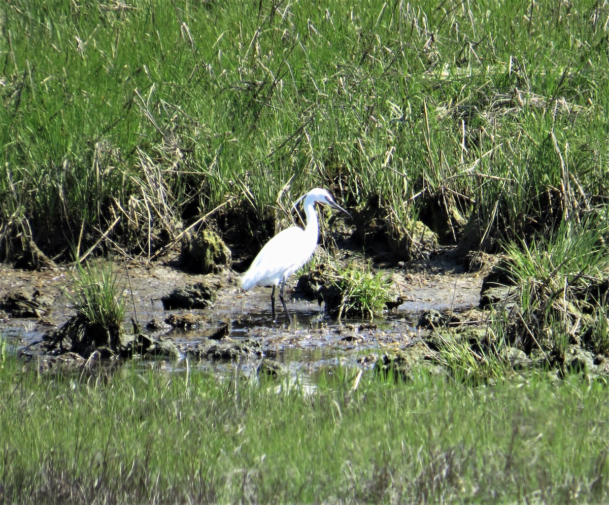 Little Egret - ML603654771