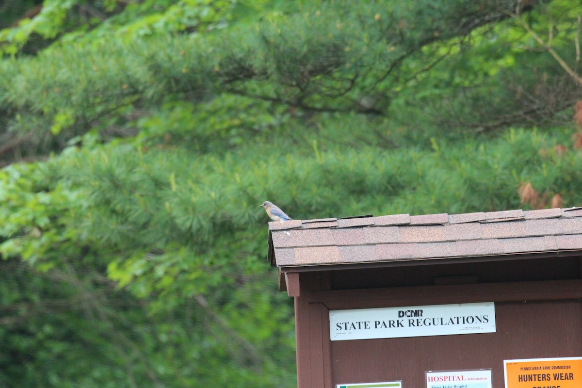 Eastern Bluebird - ML60365491