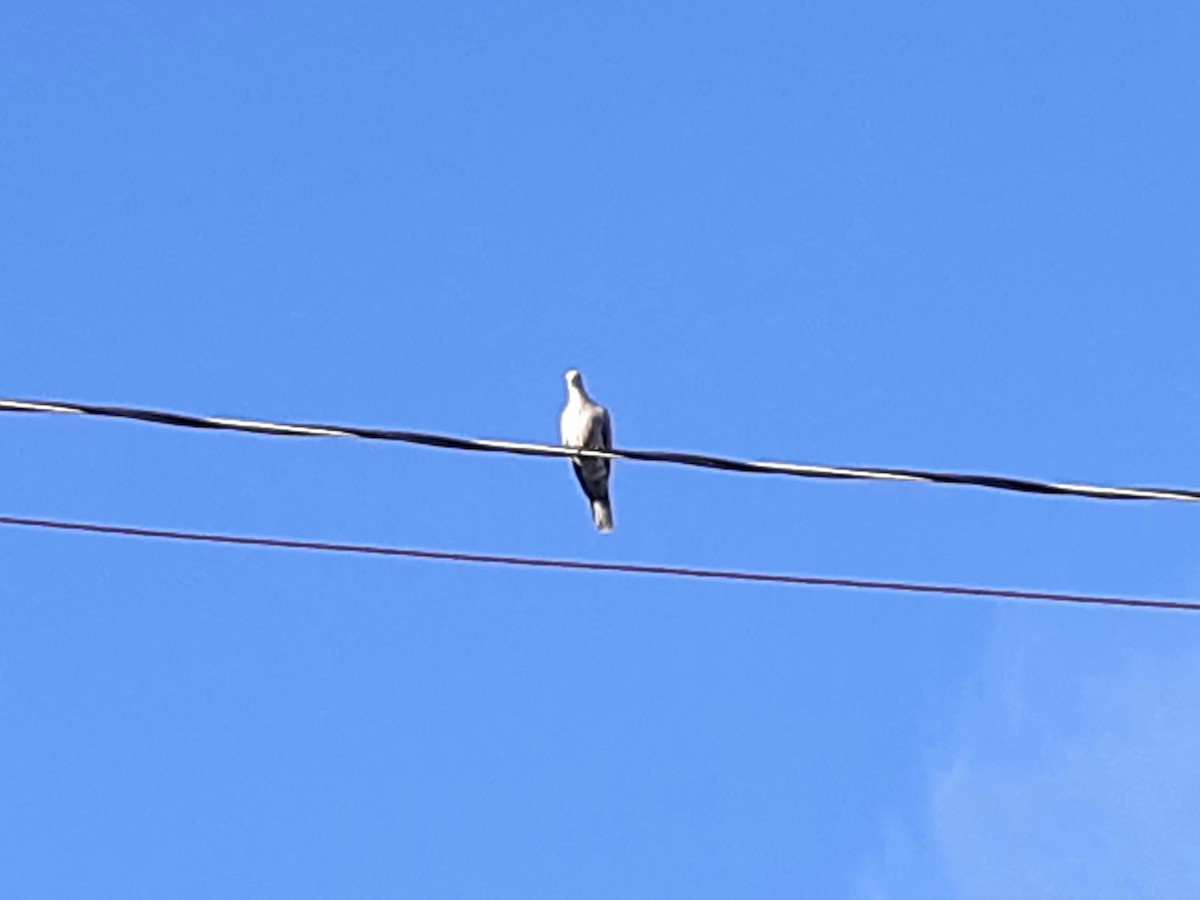 Eurasian Collared-Dove - ML603657131