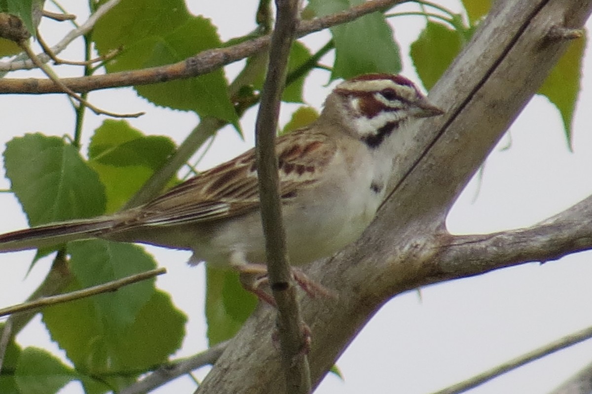 Lark Sparrow - ML60365831