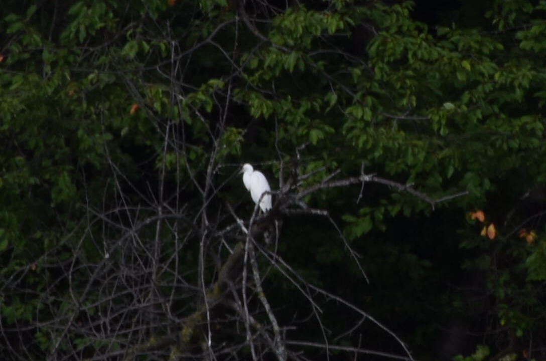 Little Blue Heron - ML603659901