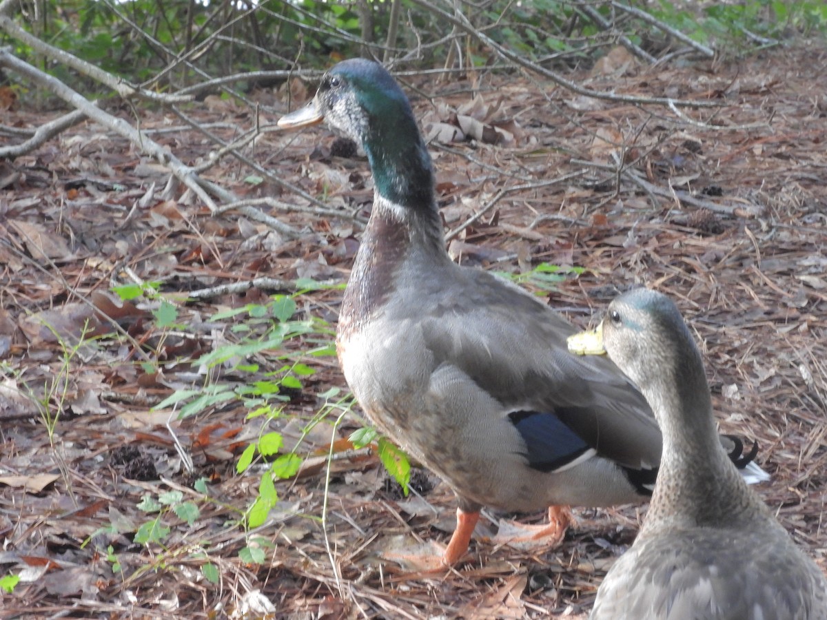 Mallard - Patty McQuillan