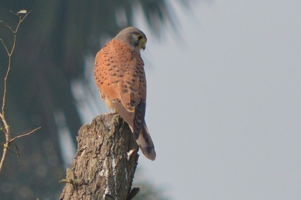 Eurasian Kestrel - Abhishek Sharma