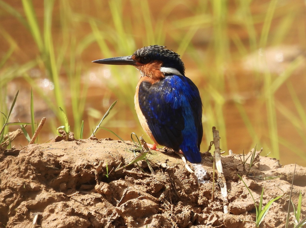 Malagasy Kingfisher - ML603660231