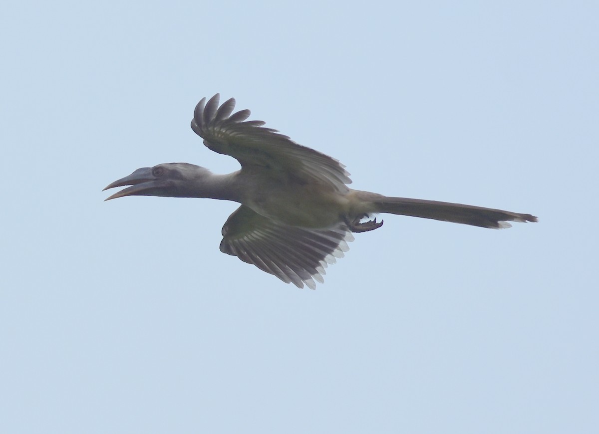 Indian Gray Hornbill - ML603660431