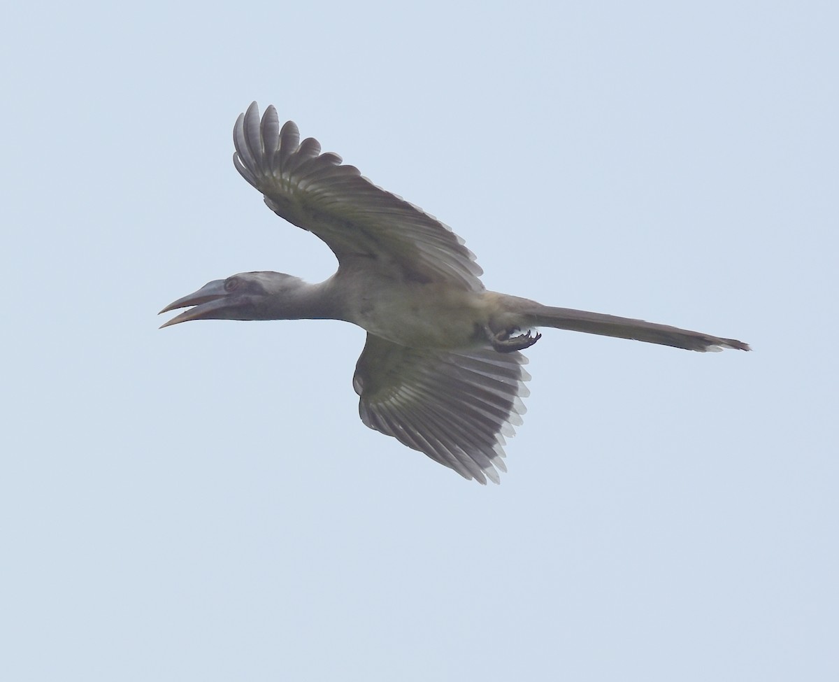 Indian Gray Hornbill - ML603660951