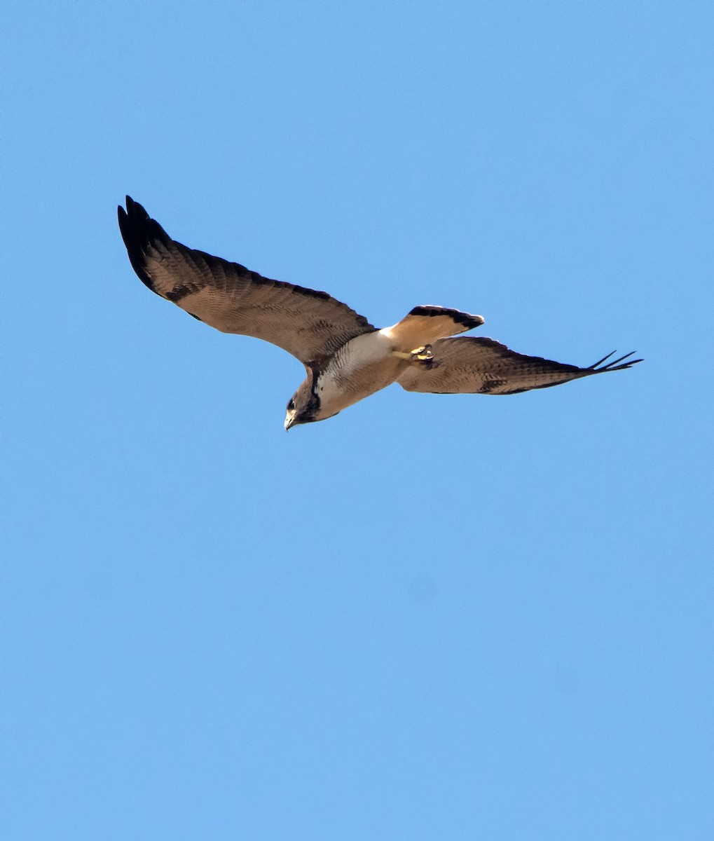 White-tailed Hawk - ML603661361