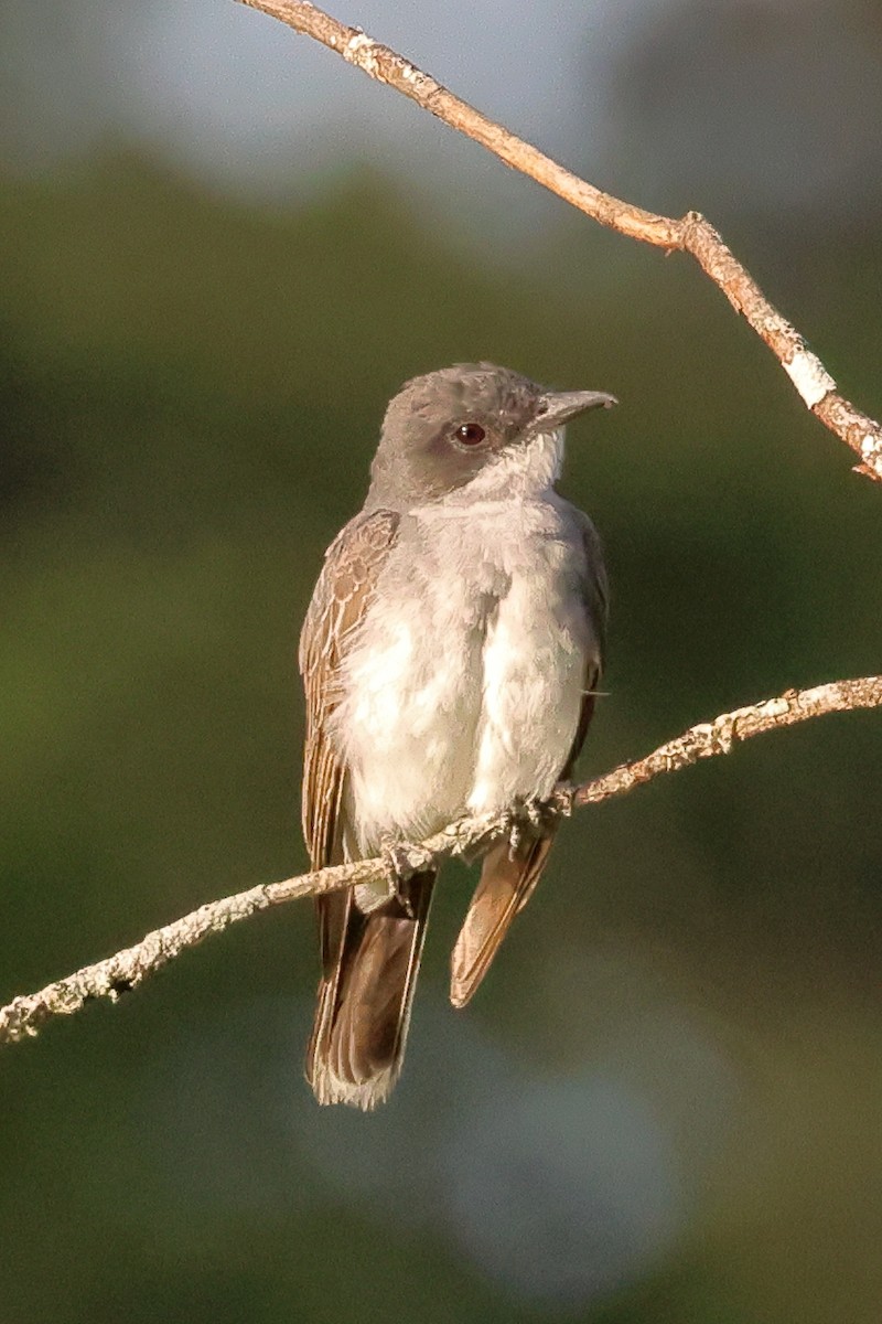 Eastern Kingbird - ML603661571