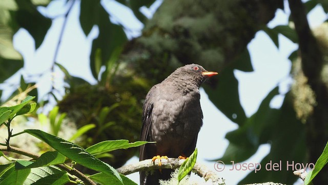 Great Thrush - ML603661601