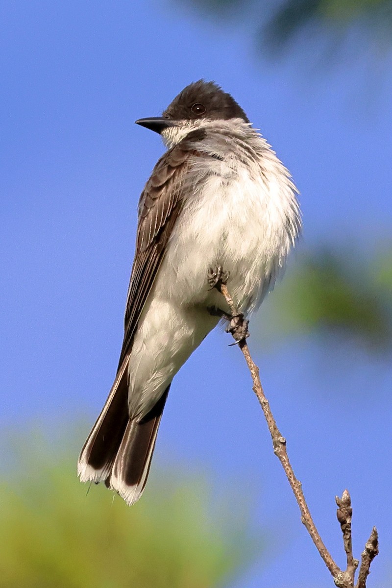 Eastern Kingbird - ML603661881