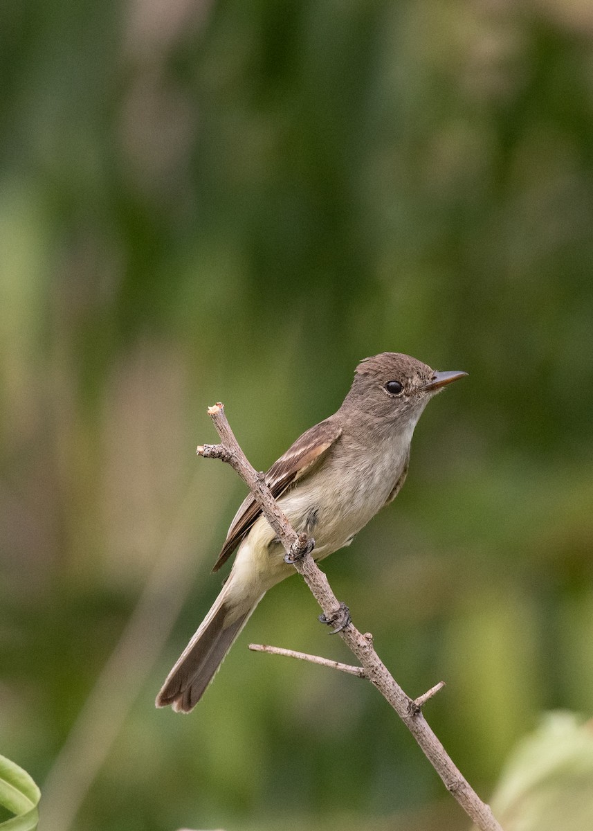 Willow Flycatcher - ML603662331