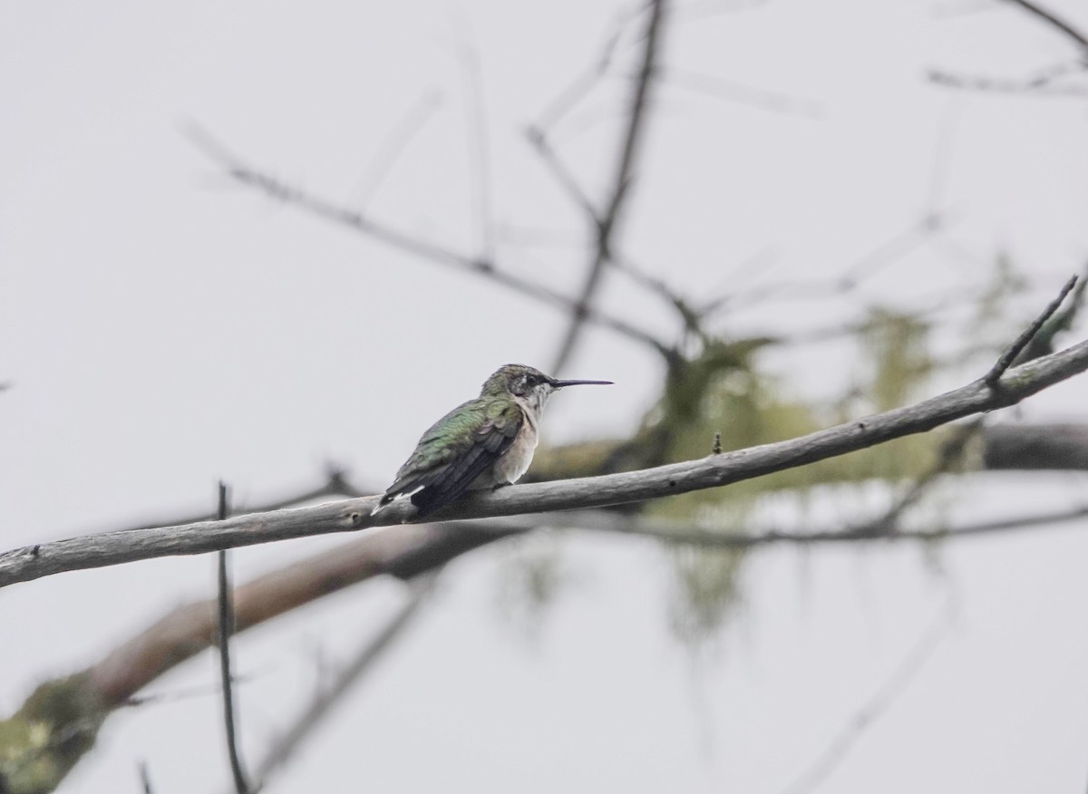 Ruby-throated Hummingbird - ML603663391